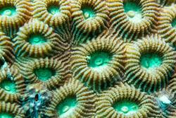 Zanzibar Scuba Diving Holiday. Soft coral.